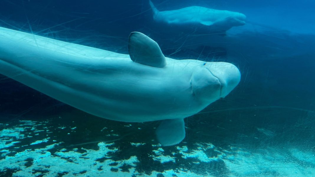 Canadian government endorses a plan to move whales from shuttered Marineland park to US and Spain
