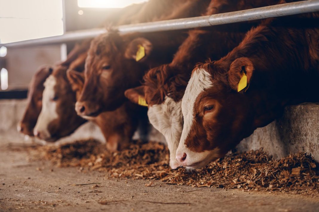 Cattle Falling Back on Friday