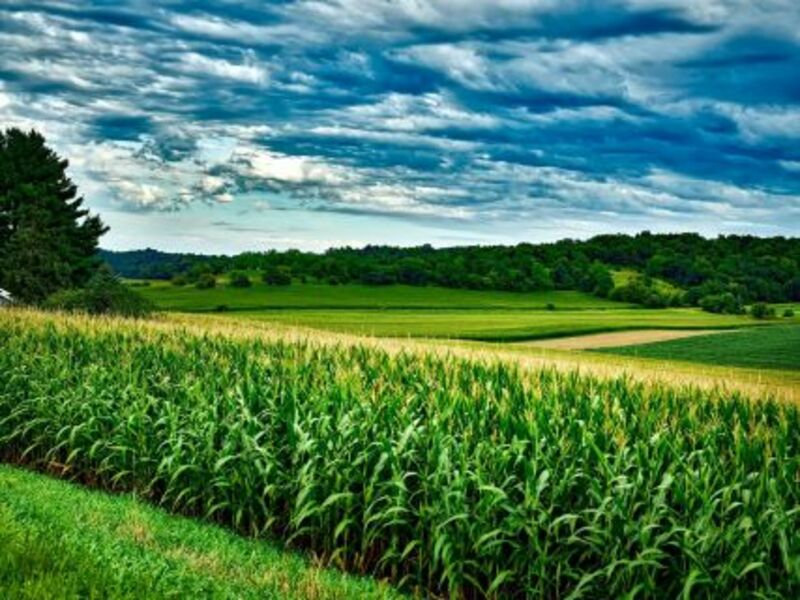 Corn Bears Piling on at Midday