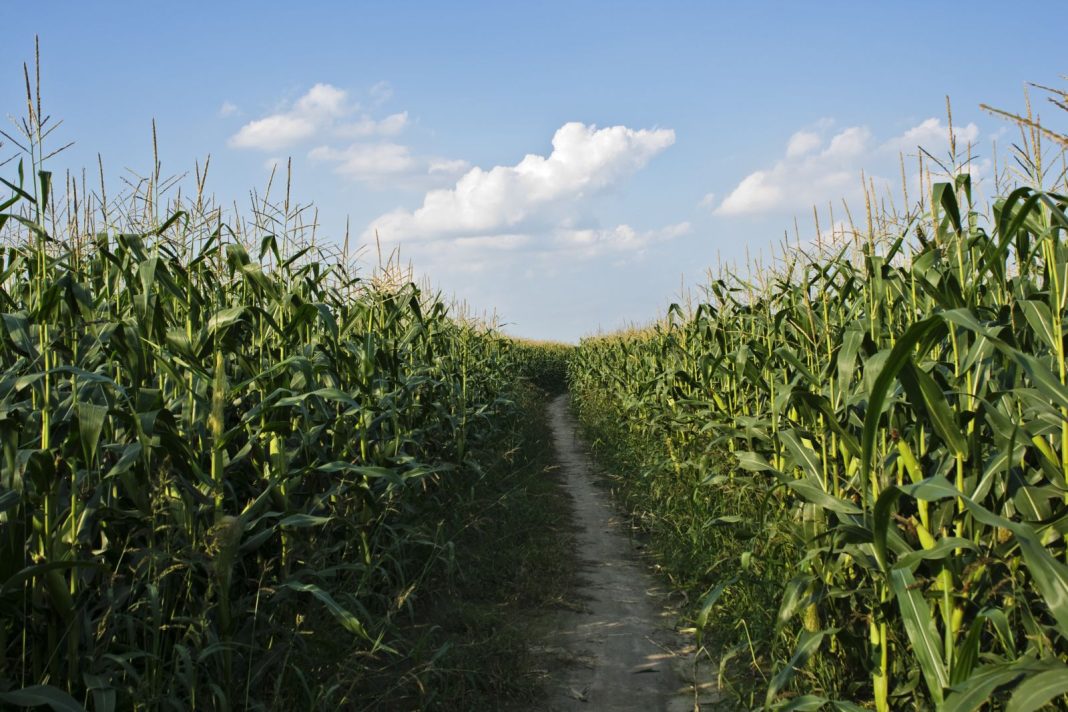 Corn Closes Mixed on Monday, as Ratings Firm