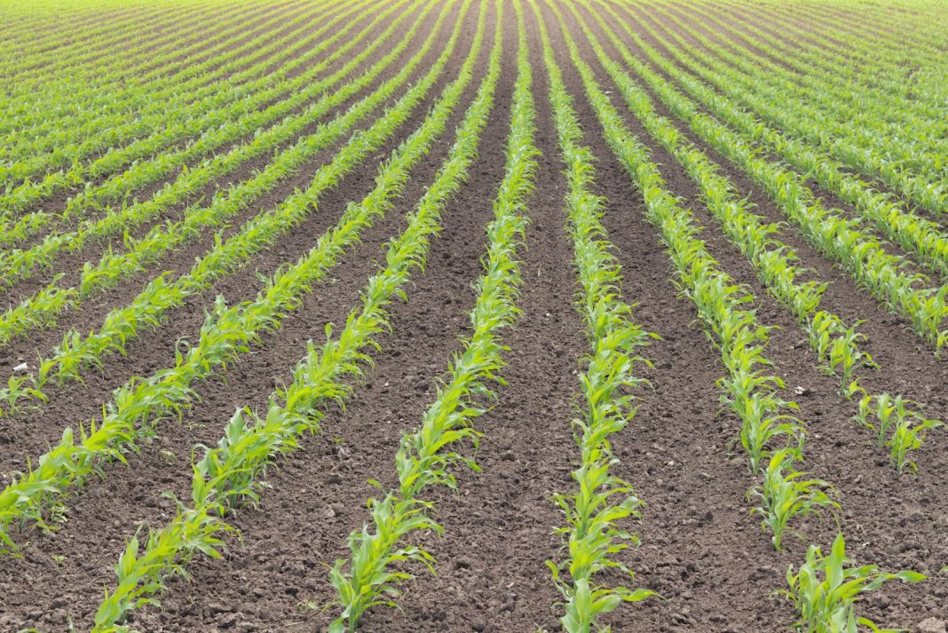 Corn Liquidation Continues into Friday’s Close