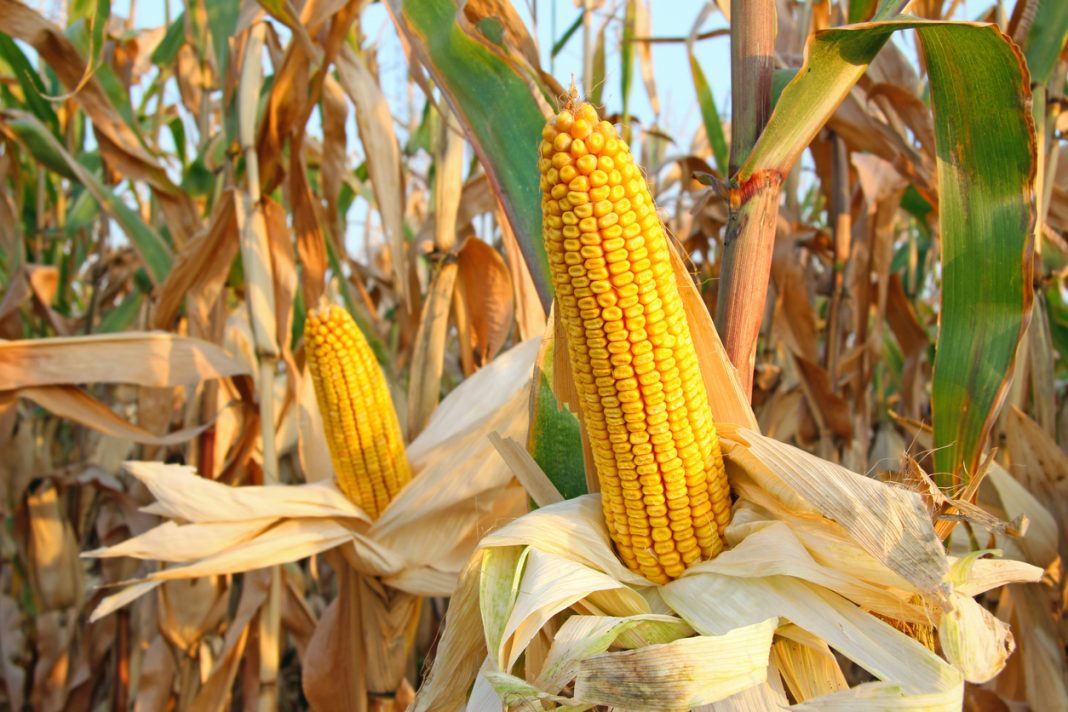 Corn Seeing a Modest Recovery on Monday