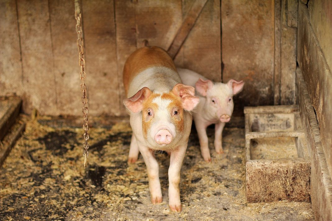 Hogs Fall Lower into the Weekend