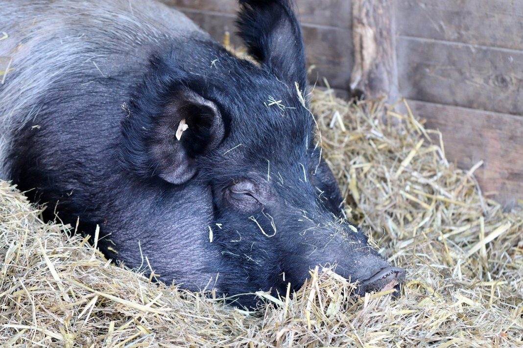 Hogs Falling Back on Friday