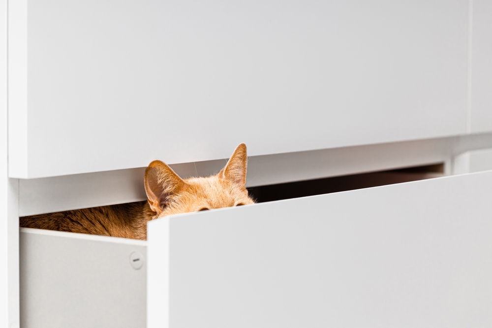 Investors Are Hiding Despite the Best Earnings in 10 Years