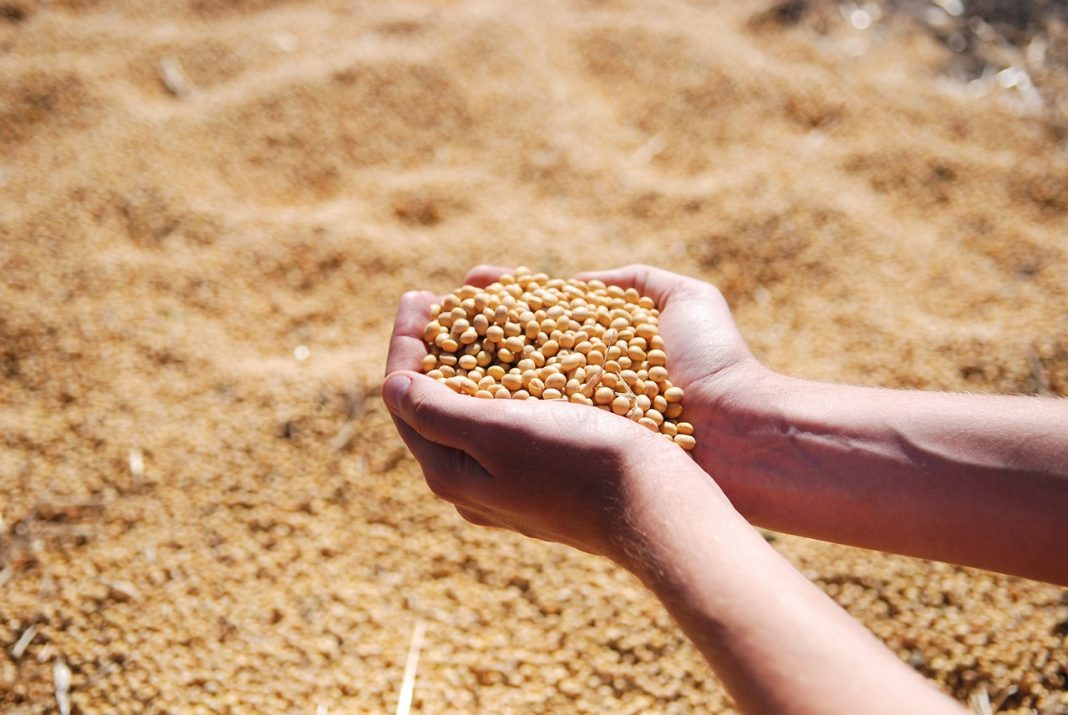 Soybeans Face Monday Weakness | Nasdaq