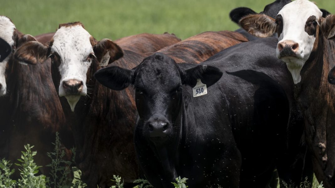 Texas screwworm cases don’t risk food supply, Brooke Rollins says