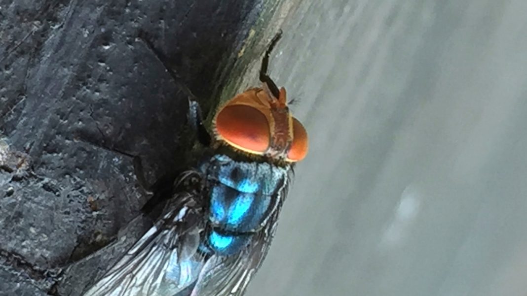 What to know about the New World screwworm fly and its reappearance in the US