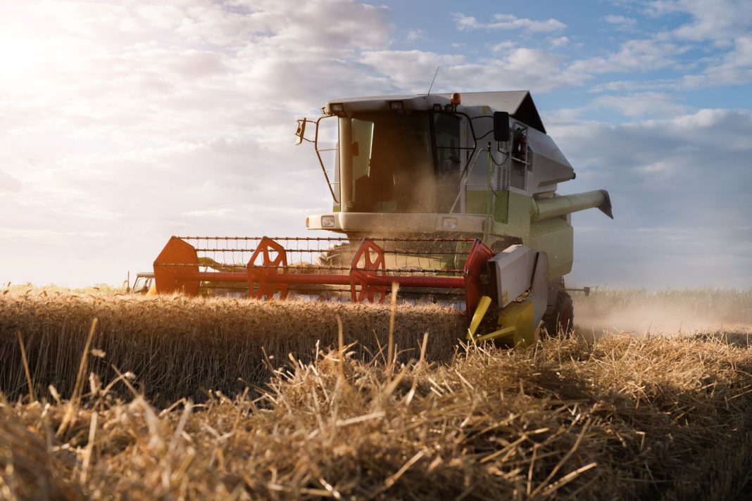Wheat Facing Losses at Midday