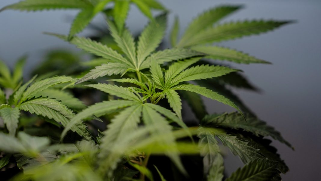 DEA approvals could bring big tax benefits for medical marijuana businesses